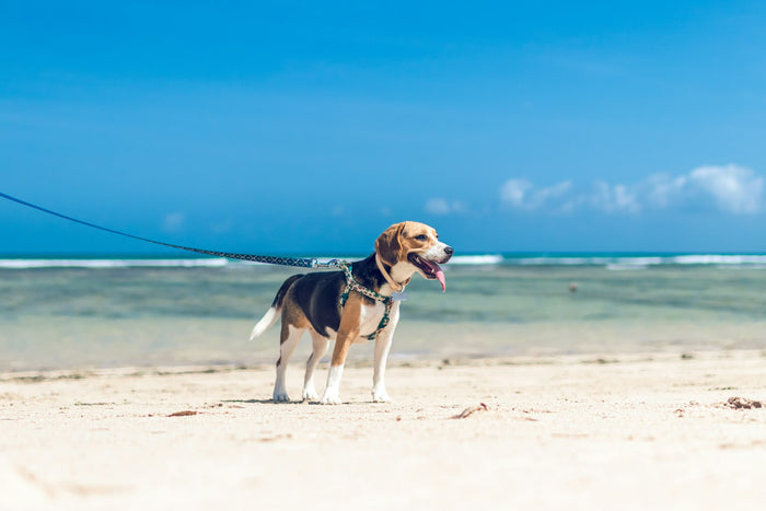 Perro corriendo al aire libre en un día soleado de verano