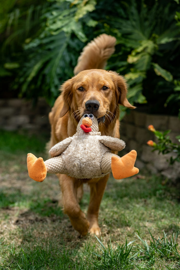 Cachorro mordiendo un juguete de peluche sobre césped