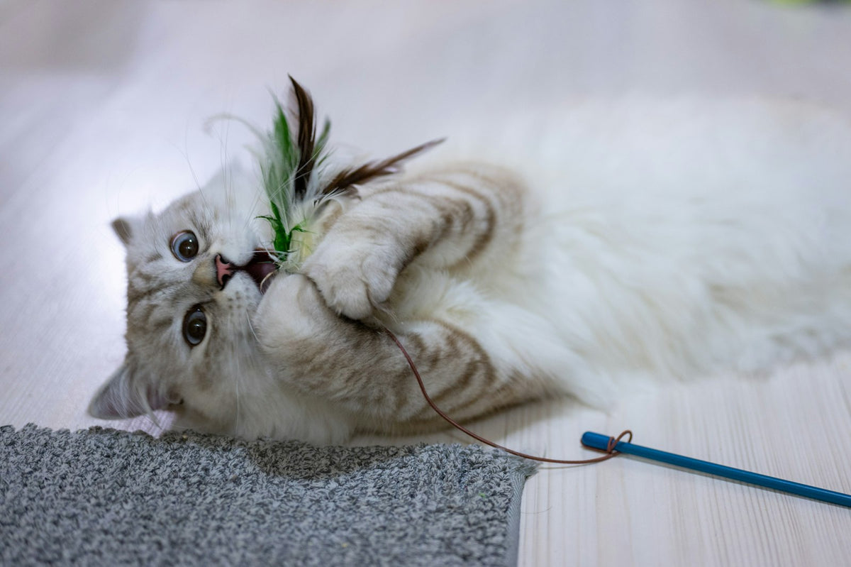 Gato jugando con un juguete en el suelo
