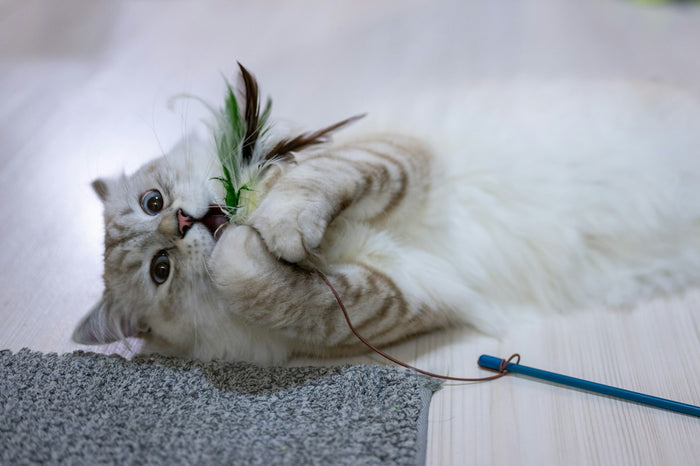 Gato jugando con un juguete en el suelo