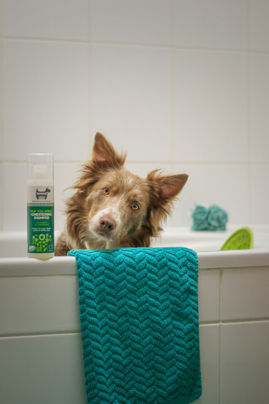 Perro sentado dentro de una bañera durante el baño