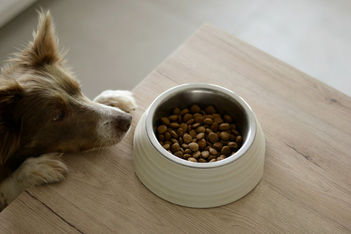 Perro comiendo pienso de un comedero